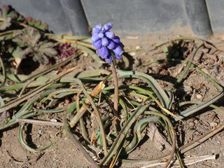ムスカリ・アルメニクム ブドウムスカリ グレープヒヤシンス(7) 紫色の花 冬に咲く様子(撮影日：2024年2月11日) 