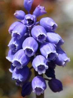 ムスカリ・アルメニクム ブドウムスカリ グレープヒヤシンス(1-2) 紫色の花 (撮影日：2024年3月22日) 