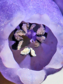ムスカリ・アルメニクム ブドウムスカリ グレープヒヤシンス(1-3) 紫色の花 雄しべと雌しべの様子(撮影日：2024年3月22日) 