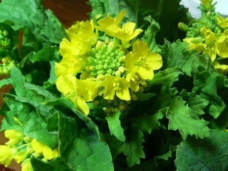 ナノハナ (菜の花) (3) 　黄色 (撮影日：2009年2月18日) 