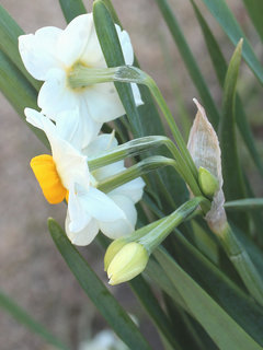 ニホンズイセン(日本水仙)(1-3) 白色の花 散形花序の様子(撮影日：2024年1月17日) 