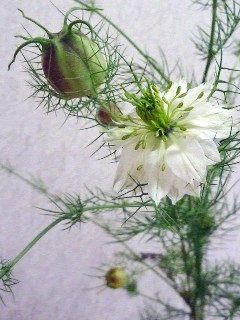 ニゲラ(1-1)　白色の花 花の拡大(撮影日：2012年6月13日) 