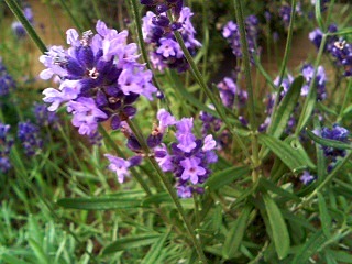 ラベンダー (3) 　紫色の花 (撮影日：2008年6月15日) 