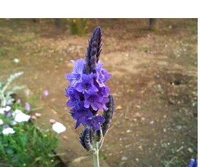 ラベンダー (2) 　紫色の花 (撮影日：2008年4月29日) 