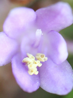 ヒメヤブラン(姫藪蘭)リリオペ (1-2) 紫色の花 雄しべと雌しべの様子(撮影日：2023年6月14日) 