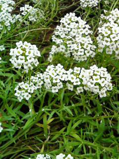 スイートアリッサム (4) 白色の花 秋に咲く様子(撮影日：2008年10月7日) 