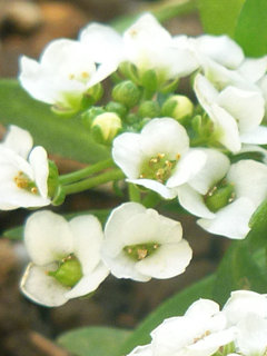 スイートアリッサム (1-4) 白色の花 未成熟の果実(撮影日：2016年12月13日) 