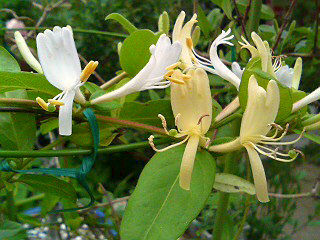 スイカズラ(吸蔓) (1-2) 　白色の花 (撮影日：2008年5月23日) 