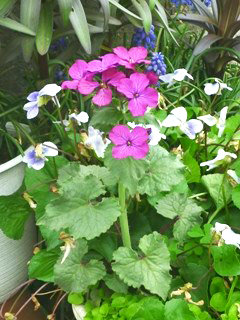 ルナリア (1-1) 　紫色の花 (撮影日：2013年4月17日) 
