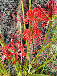 ヒガンバナ(彼岸花)(1-1) 赤色の花 (撮影日：2023年9月30日) 