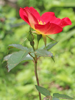 バラ・カクテル(薔薇)(1-5) 赤色の花 横から見た様子(撮影日：2023年5月1日) 