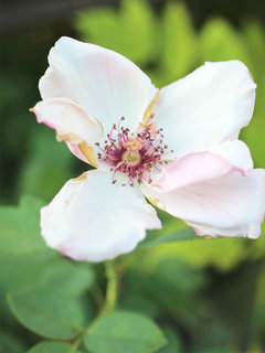 バラ・デンティベス(薔薇) (1-7) ピンク色の花 夏に開花する様子(撮影日：2023年8月5日) 