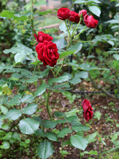 バラ(薔薇) (4) 赤色の花 冬季落葉低木、八重咲き、木立性(撮影日：2021年5月24日) 