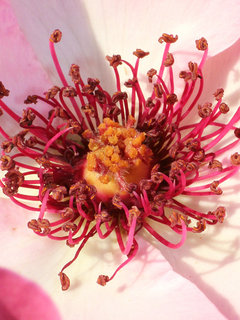 バラ・デンティ・ベス (薔薇) (5-2) 冬季落葉低木、一重咲き、四季咲き、木立性(撮影日：2022年5月5日) 