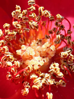 バラ(薔薇) (1-2) 赤色の花 一重咲き、木立性(撮影日：2023年5月10日) 