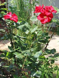 バラ(薔薇) (1-3) 赤色の花 一重咲き、木立性(撮影日：2023年5月10日) 