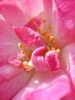 バラ(薔薇) (2-1) ピンク色の花 半八重咲き(撮影日：2023年5月11日) 
