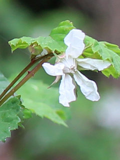ニガイチゴ(苦苺)(1-2) 白色の花 花の拡大(撮影日：2023年4月6日) 