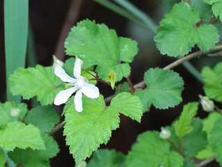 ニガイチゴ(苦苺)(1-3) 白色の花 葉の様子(撮影日：2023年4月6日) 