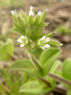 オランダミミナグサ(和蘭耳菜草) セラスチウム(1-1) 白色の花 全体の様子(撮影日：2020年3月22日) 