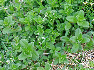 オランダミミナグサ(和蘭耳菜草) セラスチウム(3-2) 葉の様子 全体の様子(撮影日：2022年3月30日) 