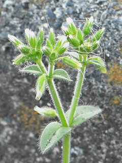 オランダミミナグサ(和蘭耳菜草) セラスチウム(2-1) 白色の花 全体の様子(撮影日：2022年3月30日) 