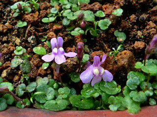 ヒメウンランカズラ (1) 　紫色の花 (撮影日：2008年4月28日) 