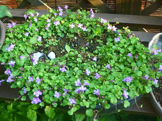 ヒメウンランカズラ (1) 　紫色の花 (撮影日：2013年4月27日) 