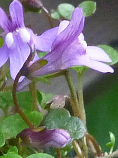 ヒメウンランカズラ (1) 　紫色の花 (撮影日：2013年4月16日) 