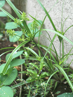 カヤツリグサ(蚊屋吊草) (1-) 緑色の穂 (撮影日：2022年7月13日) 