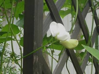 シカクマメ (四角豆) (4-2) 　白色の花 (撮影日：----年--月--日) 