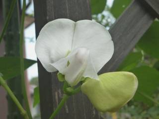 シカクマメ (四角豆) (4-3) 　白色の花 (撮影日：----年--月--日) 