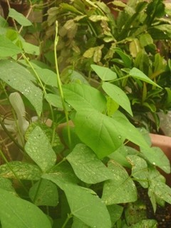 シカクマメ (四角豆) (2-1) 　シカクマメの実　蔓がのびる様子 (撮影日：2013年9月12日) 