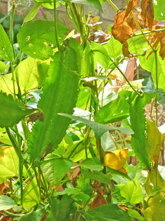 シカクマメ (四角豆) (2-3) 　シカクマメの実　若いサヤ　収穫時 (撮影日：2013年9月12日) 