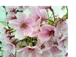 サクラ (桜) (3) ピンク色 (撮影日:2008年4月17日)