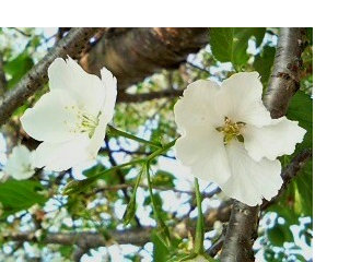 サクラ (桜) (1) 白色 (撮影日:2008年4月27日)