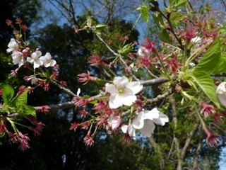 サクラ (桜) (8) 白色 (撮影日:2013年4月8日)