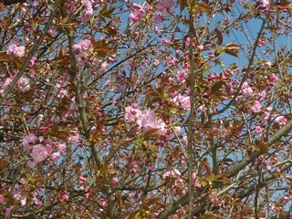 サクラ (桜) (6) ピンク色 (撮影日:2013年4月8日)
