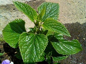 サルビア・ガラニチカ メドーセージ (1-3) 青紫色の花 (撮影日:2008年4月5日)