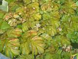 オオサンショウモ(大山椒藻)