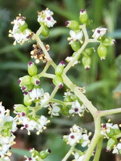 ニワトコ(接骨木、庭常)(1-4) 白色の花 未成熟の果実の様子(撮影日：2021年4月15日)