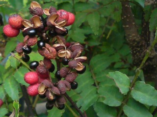 サンショウ (山椒) 　赤色の実　実が割れて中の種が見える (撮影日：2008年9月17日) 