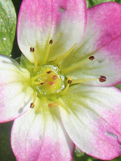セイヨウクモマグサ (西洋雲間草)セイヨウクモマソウ(1-2) ピンク色の花 花粉を出している雄しべ(撮影日：2024年1月31日) 