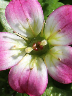 セイヨウクモマグサ (西洋雲間草)セイヨウクモマソウ(1-3) ピンク色の花 成熟した雌しべ(撮影日：2024年1月31日) 