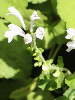 シロバナコバノタツナミ(白花小葉立浪)(3-3) 白色の花 未成熟の果実(撮影日：2021年5月2日) 