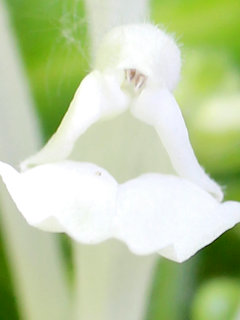 シロバナコバノタツナミ(白花小葉立浪)(2-1) 白色の花 雄しべの様子(撮影日：2021年5月2日) 