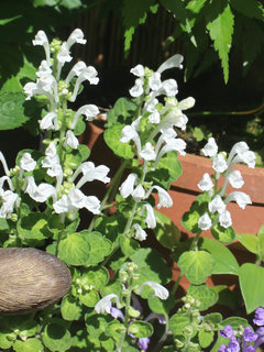 シロバナコバノタツナミ(白花小葉立浪)(3-2) 白色の花 (撮影日：2024年5月2日) 