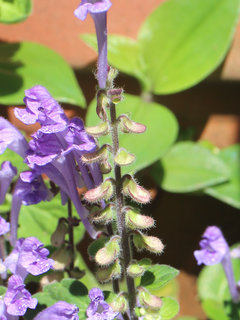 コバノタツナミ(小葉立浪)(2-4) 紫色の花 (撮影日：2024年5月2日) 