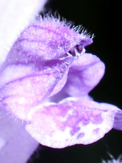 コバノタツナミ(小葉立浪)(2-2) 紫色の花 雄しべの様子(撮影日：2024年5月2日) 