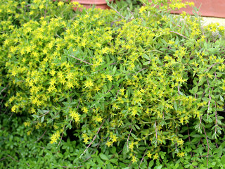 ツルマンネングサ(蔓万年草)(2-3) 黄色の花 全体の様子(撮影日：2021年5月31日) 